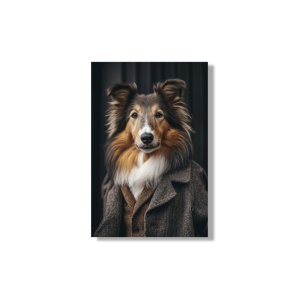 BORDER COLLIE