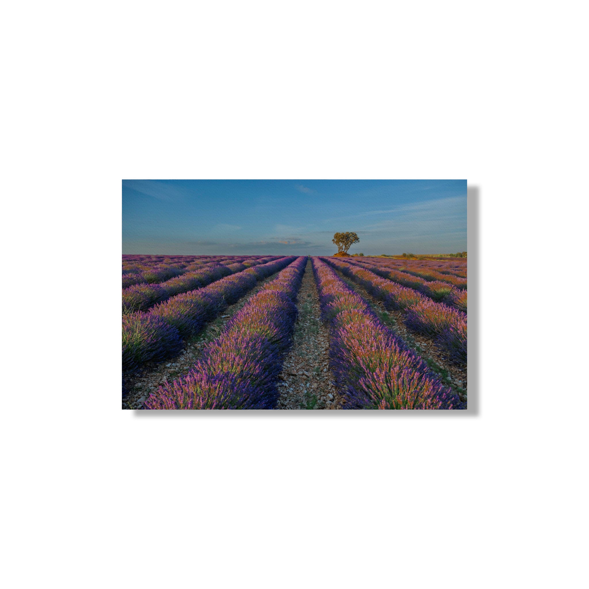 LAVENDER #1