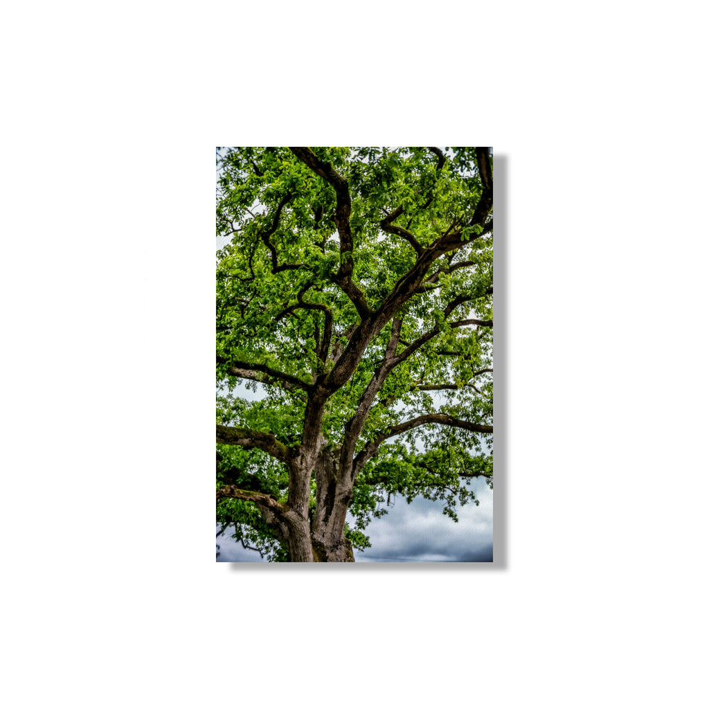 ANDANDO CON LAS NUBES  16